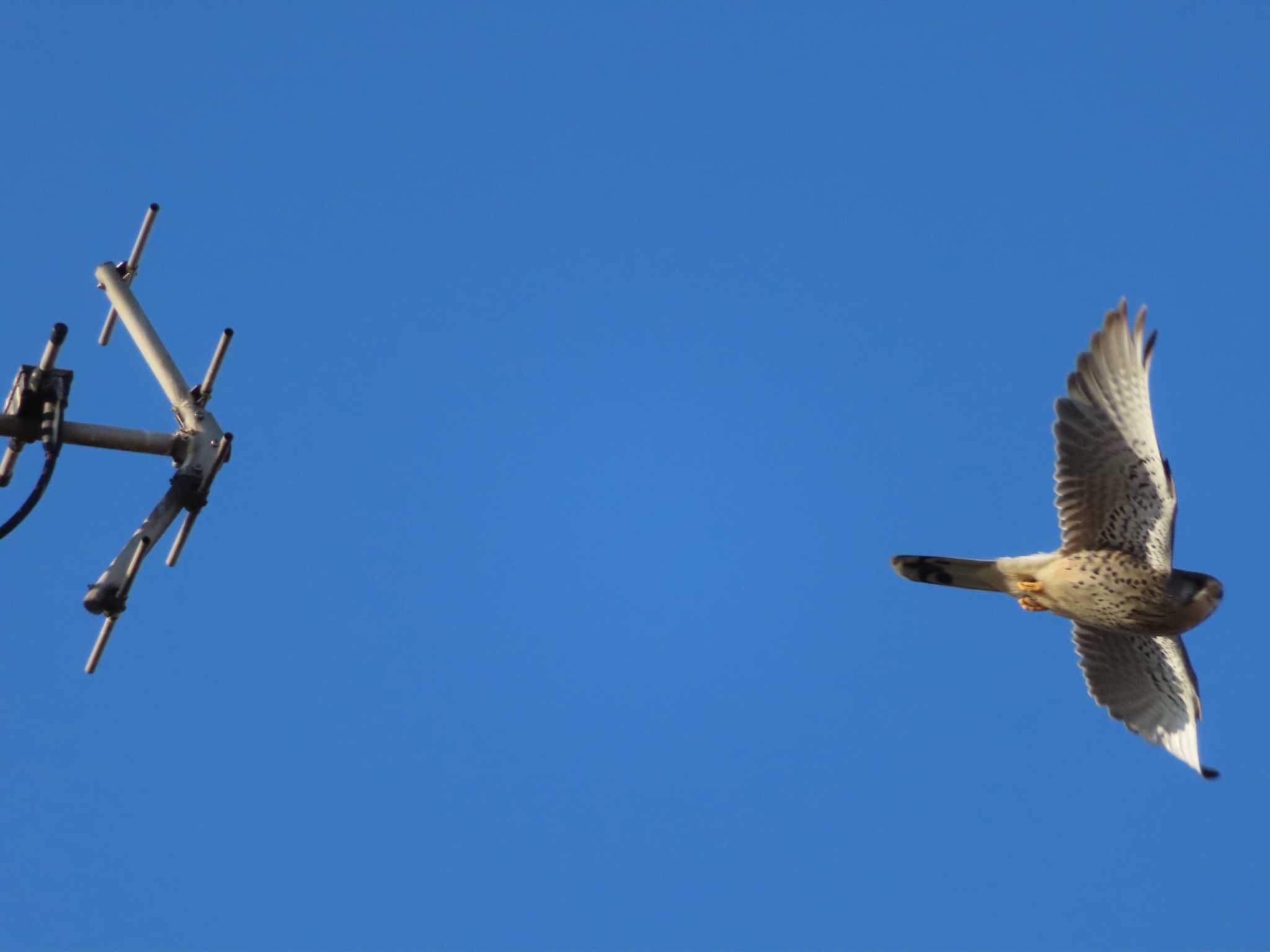 Common Kestrel