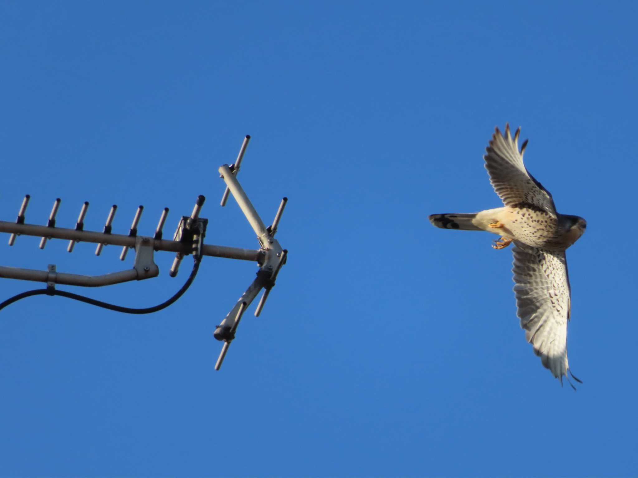 Photo of Common Kestrel at 多摩川 by ツートン