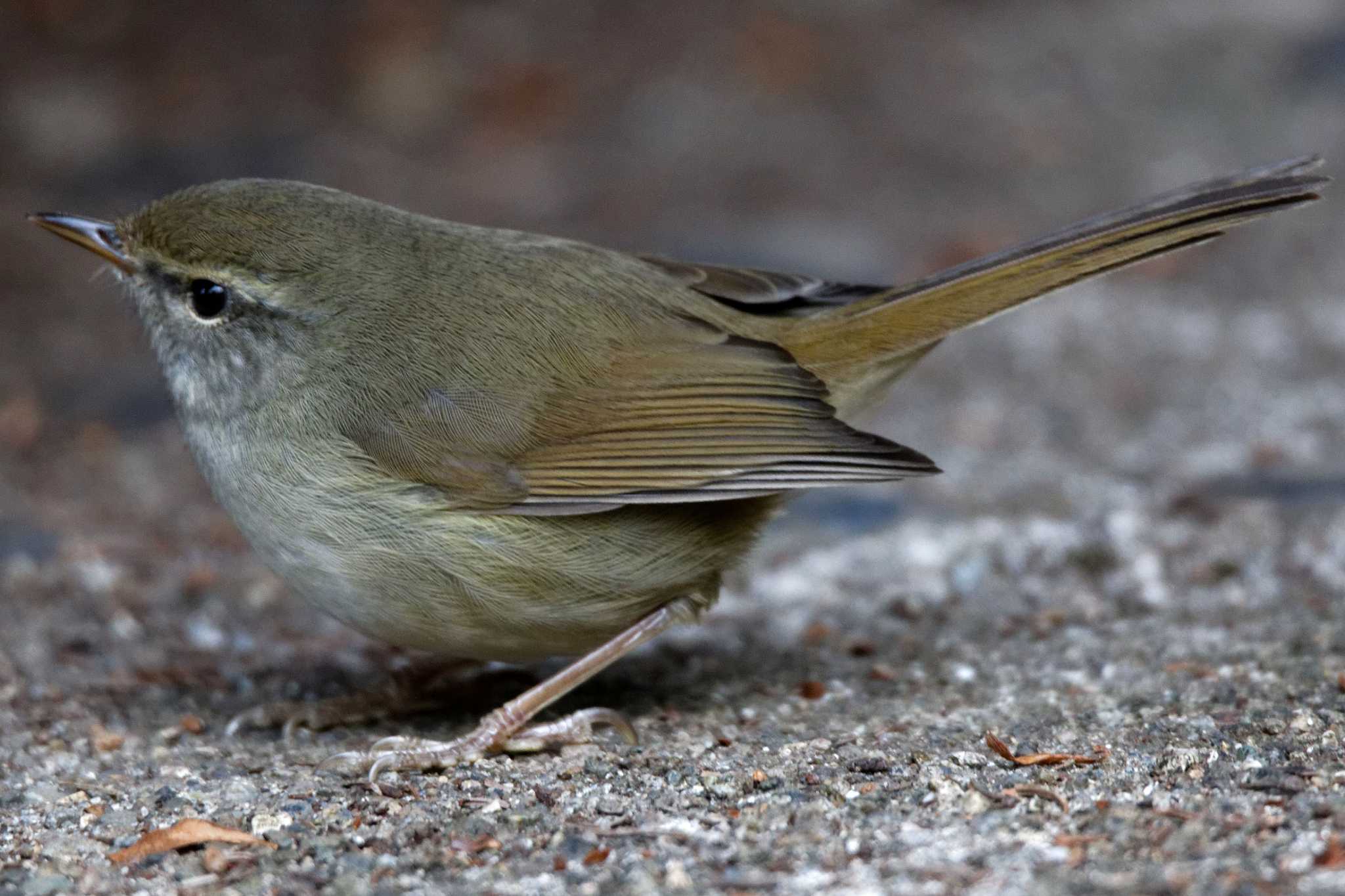 Japanese Bush Warbler