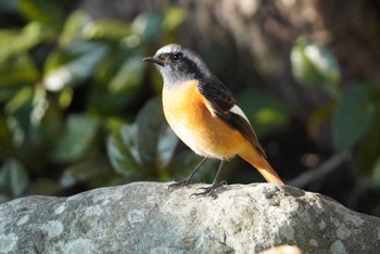 Daurian Redstart 秦野市 Sat, 12/30/2023