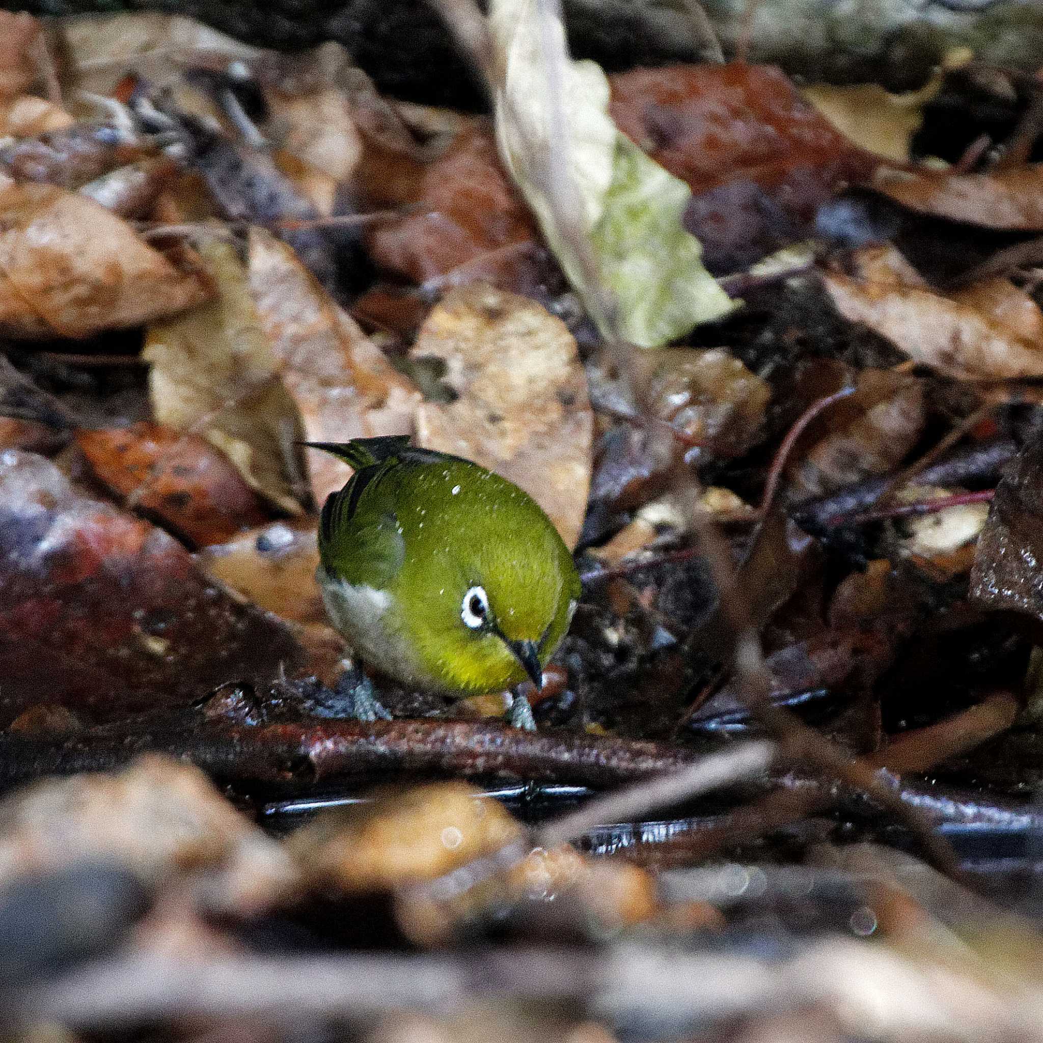 Warbling White-eye