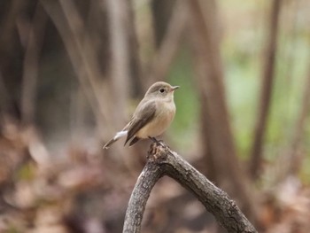 Red-breasted Flycatcher Osaka castle park Fri, 12/29/2023