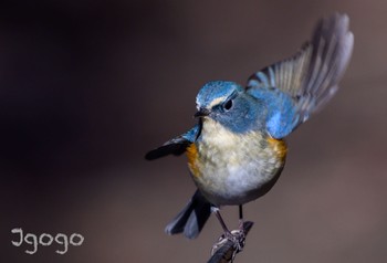 Red-flanked Bluetail 井頭公園 Fri, 12/29/2023