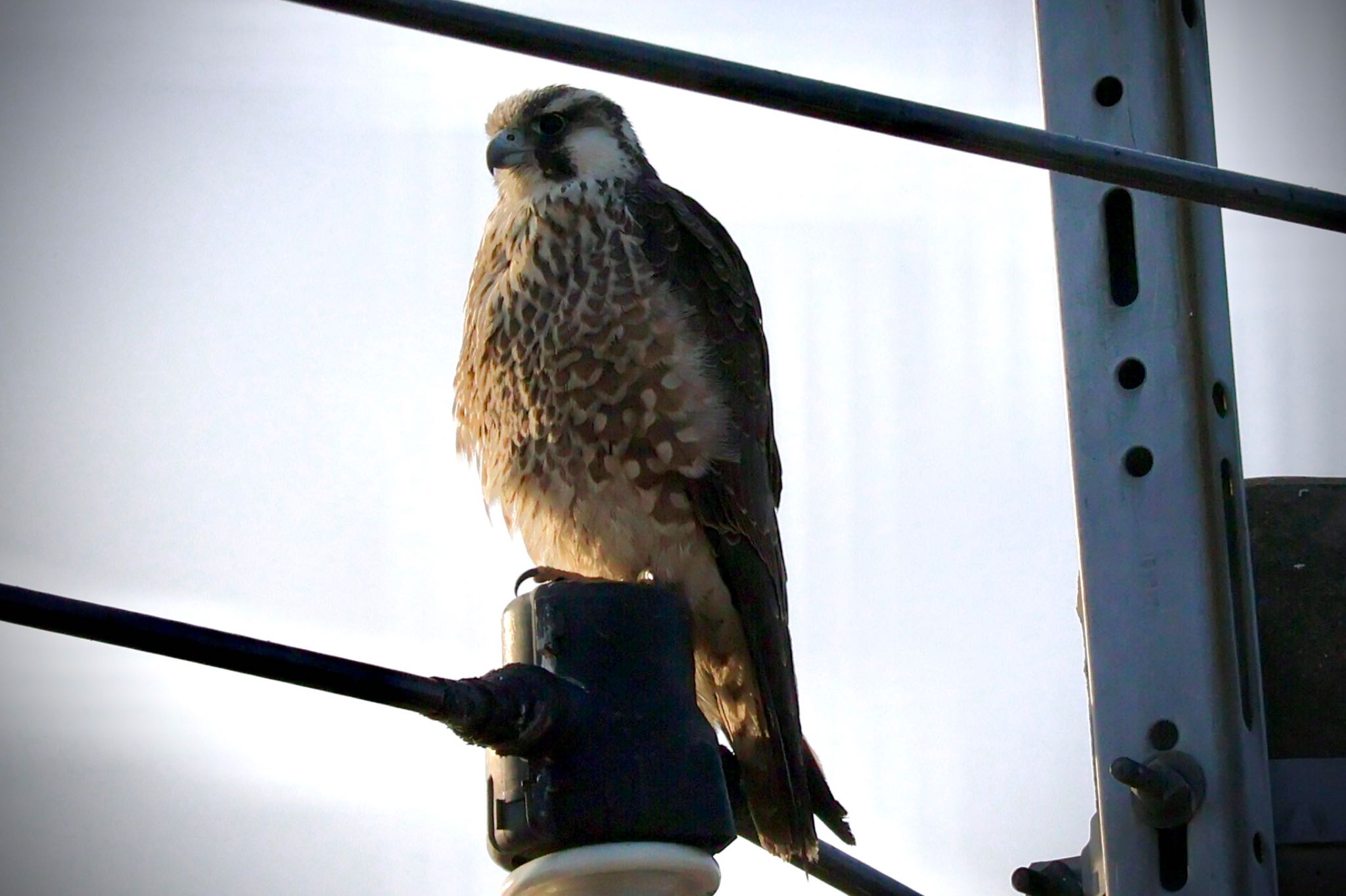 Peregrine Falcon(calidus)