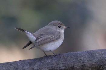 Red-breasted Flycatcher Unknown Spots Sat, 12/30/2023