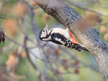 Great Spotted Woodpecker Mizumoto Park Sat, 12/30/2023