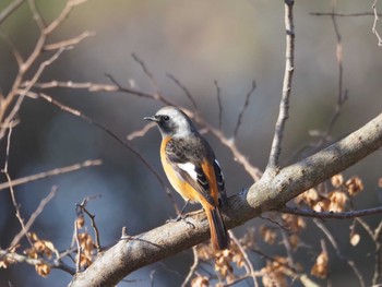 Daurian Redstart Mizumoto Park Sat, 12/30/2023