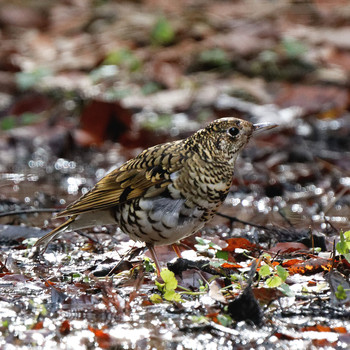 Sat, 2/3/2018 Birding report at 各務原市自然遺産ノ森