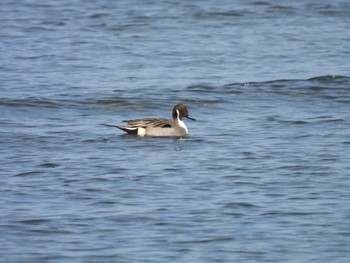 Northern Pintail 宮川河口 Sat, 12/30/2023