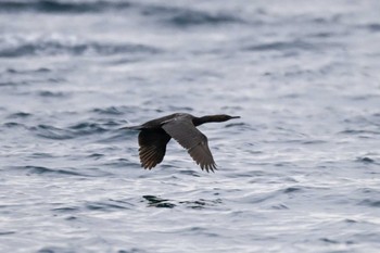 Pelagic Cormorant 千葉県　館山市 Thu, 12/28/2023