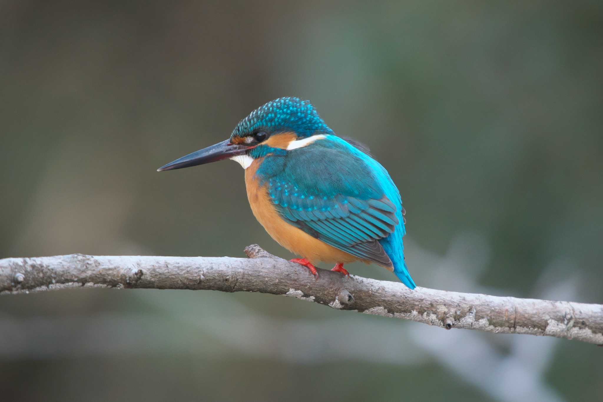 Common Kingfisher