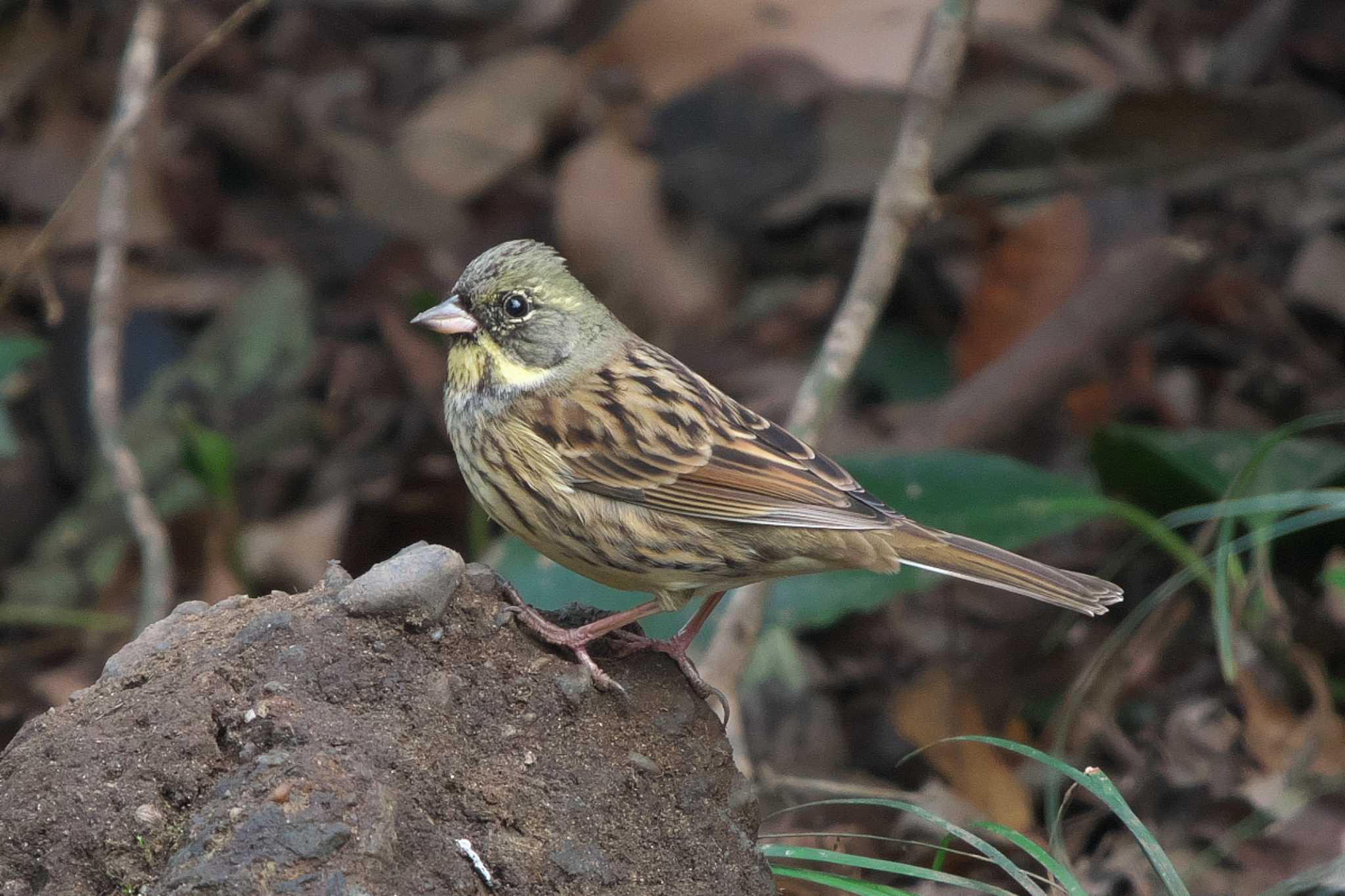 Masked Bunting