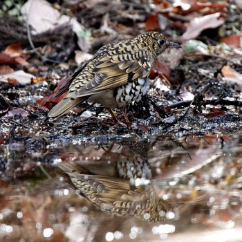 White's Thrush 各務原市自然遺産ノ森 Sat, 2/3/2018