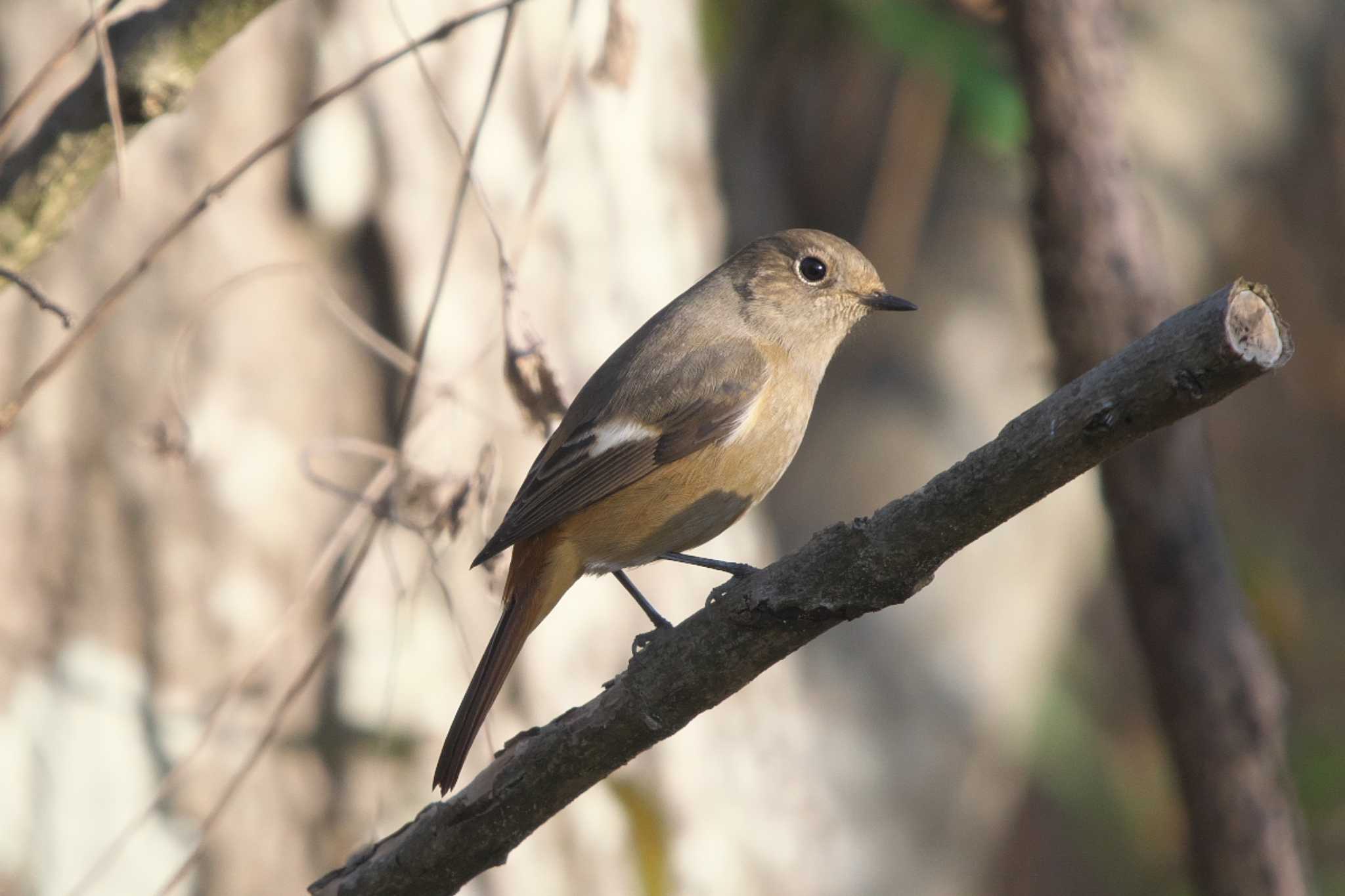 Daurian Redstart