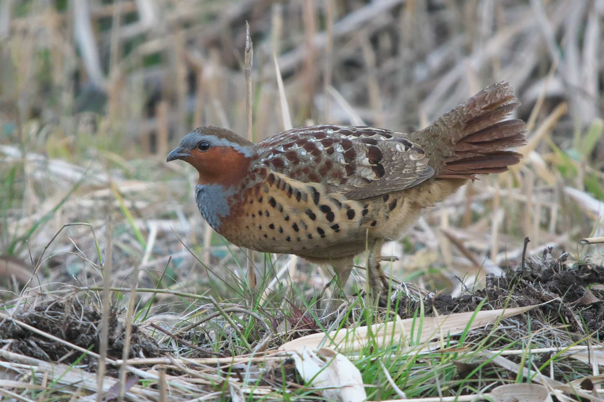 Photo of Chinese Bamboo Partridge at Maioka Park by Y. Watanabe