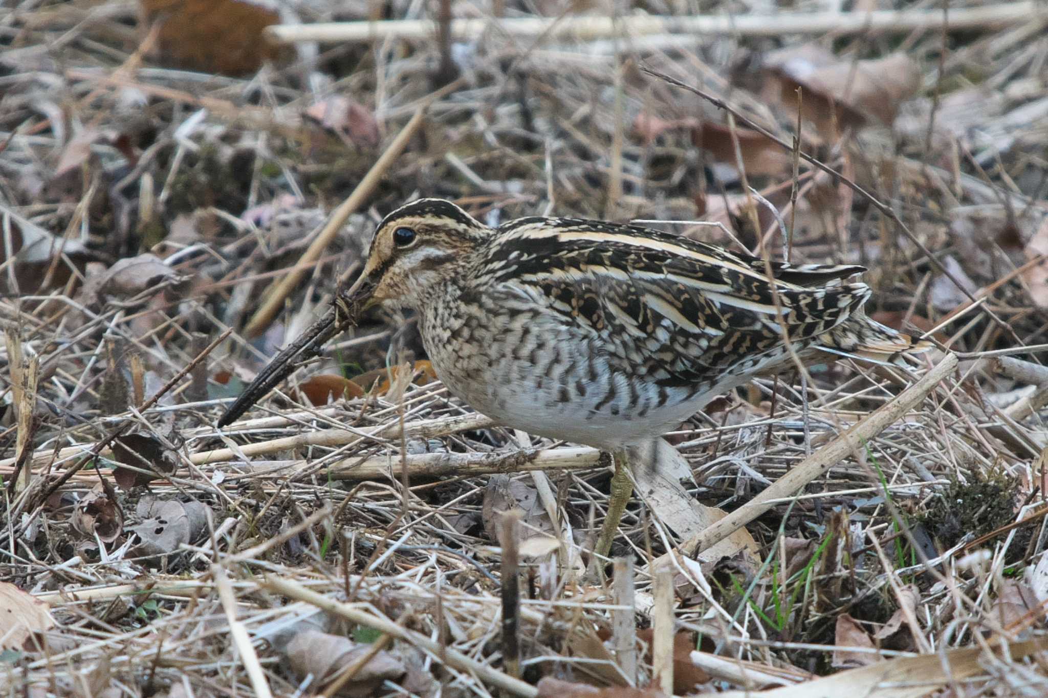 Common Snipe