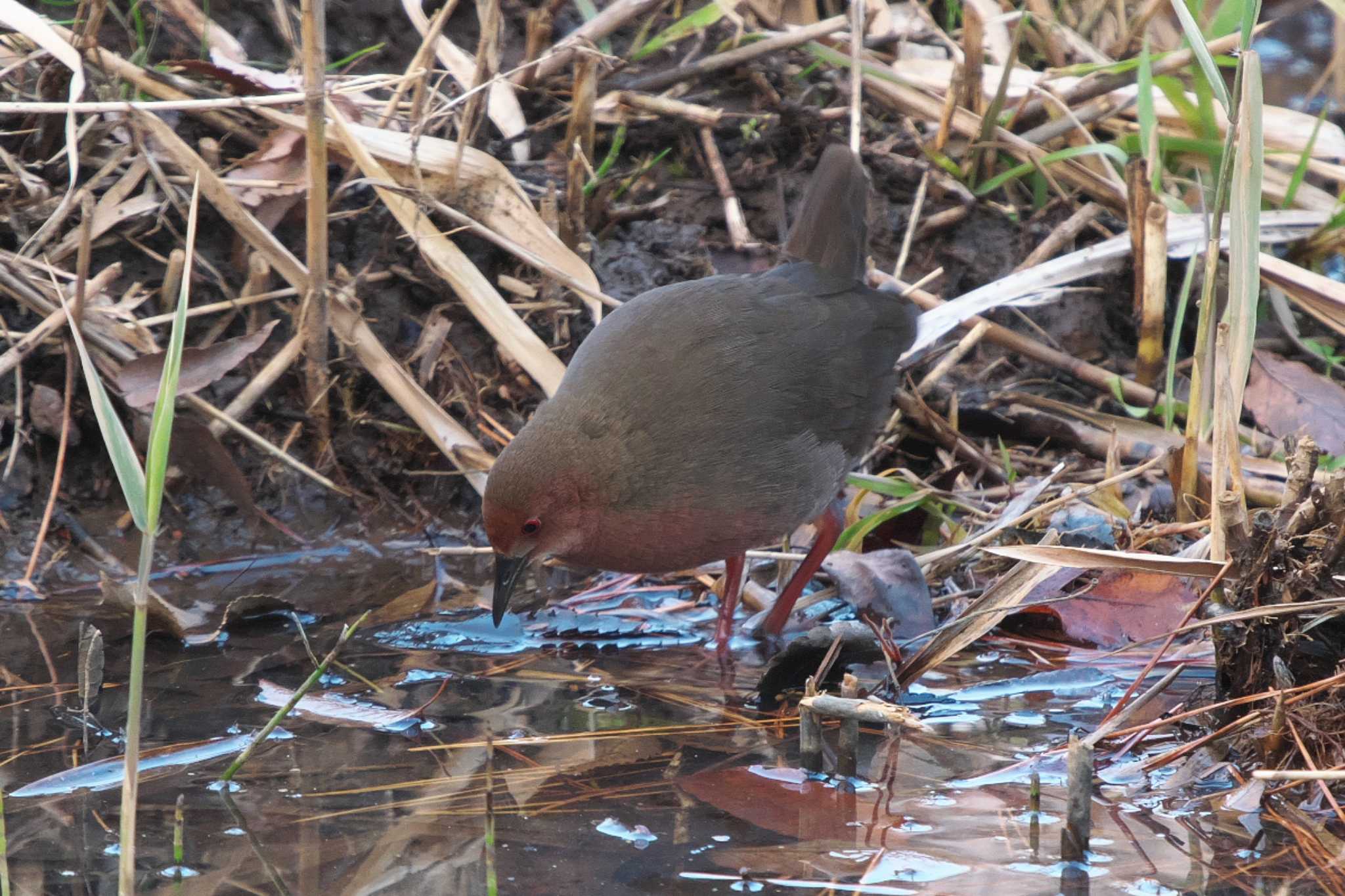 Ruddy-breasted Crake