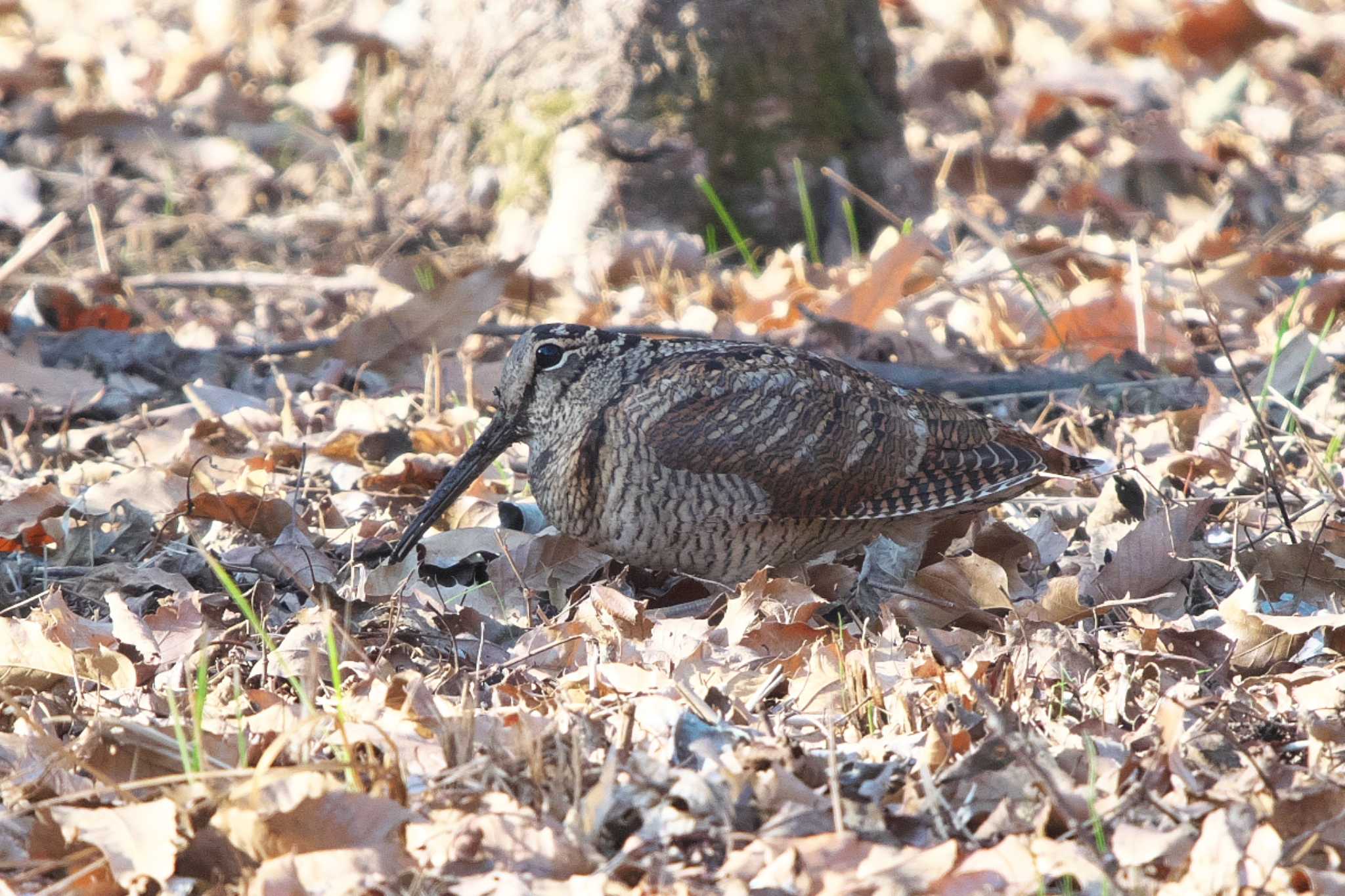 Photo of Eurasian Woodcock at Maioka Park by Y. Watanabe