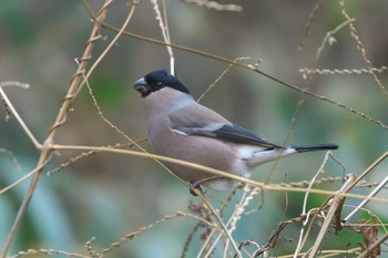 Sat, 12/30/2023 Birding report at Maioka Park