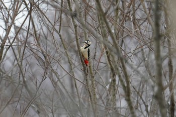 Great Spotted Woodpecker(japonicus) 盤渓川(盤渓2号橋〜盤沢砂防ダム付近) Sat, 12/30/2023