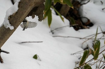 Great Spotted Woodpecker(japonicus) 盤渓川(盤渓2号橋〜盤沢砂防ダム付近) Sat, 12/30/2023