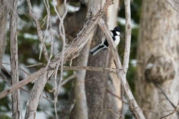 シジュウカラ 盤渓川(盤渓2号橋〜盤沢砂防ダム付近) 2023年12月30日(土)