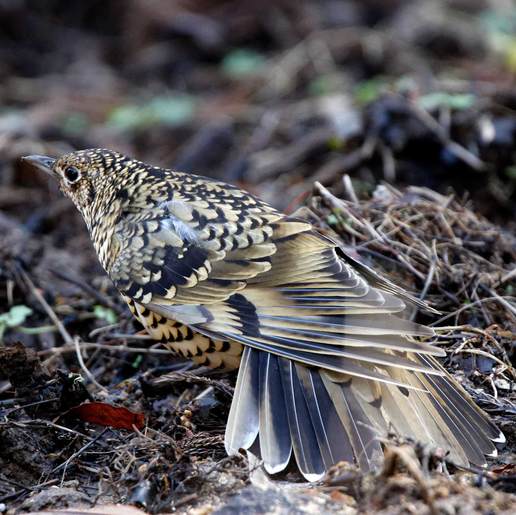 Photo of White's Thrush at 各務原市自然遺産ノ森 by herald