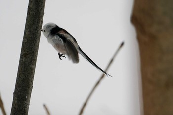 Long-tailed tit(japonicus) 盤渓川(盤渓2号橋〜盤沢砂防ダム付近) Sat, 12/30/2023