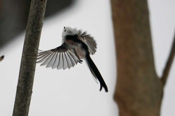 Long-tailed tit(japonicus) 盤渓川(盤渓2号橋〜盤沢砂防ダム付近) Sat, 12/30/2023