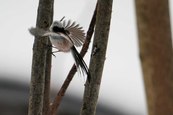 Long-tailed tit(japonicus) 盤渓川(盤渓2号橋〜盤沢砂防ダム付近) Sat, 12/30/2023