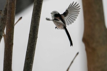 Long-tailed tit(japonicus) 盤渓川(盤渓2号橋〜盤沢砂防ダム付近) Sat, 12/30/2023