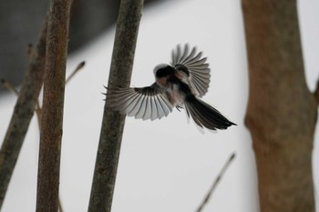 Long-tailed tit(japonicus) 盤渓川(盤渓2号橋〜盤沢砂防ダム付近) Sat, 12/30/2023