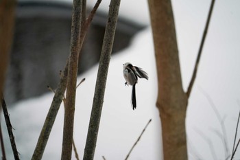 Long-tailed tit(japonicus) 盤渓川(盤渓2号橋〜盤沢砂防ダム付近) Sat, 12/30/2023