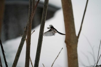 Long-tailed tit(japonicus) 盤渓川(盤渓2号橋〜盤沢砂防ダム付近) Sat, 12/30/2023