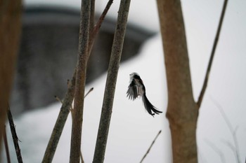 Long-tailed tit(japonicus) 盤渓川(盤渓2号橋〜盤沢砂防ダム付近) Sat, 12/30/2023