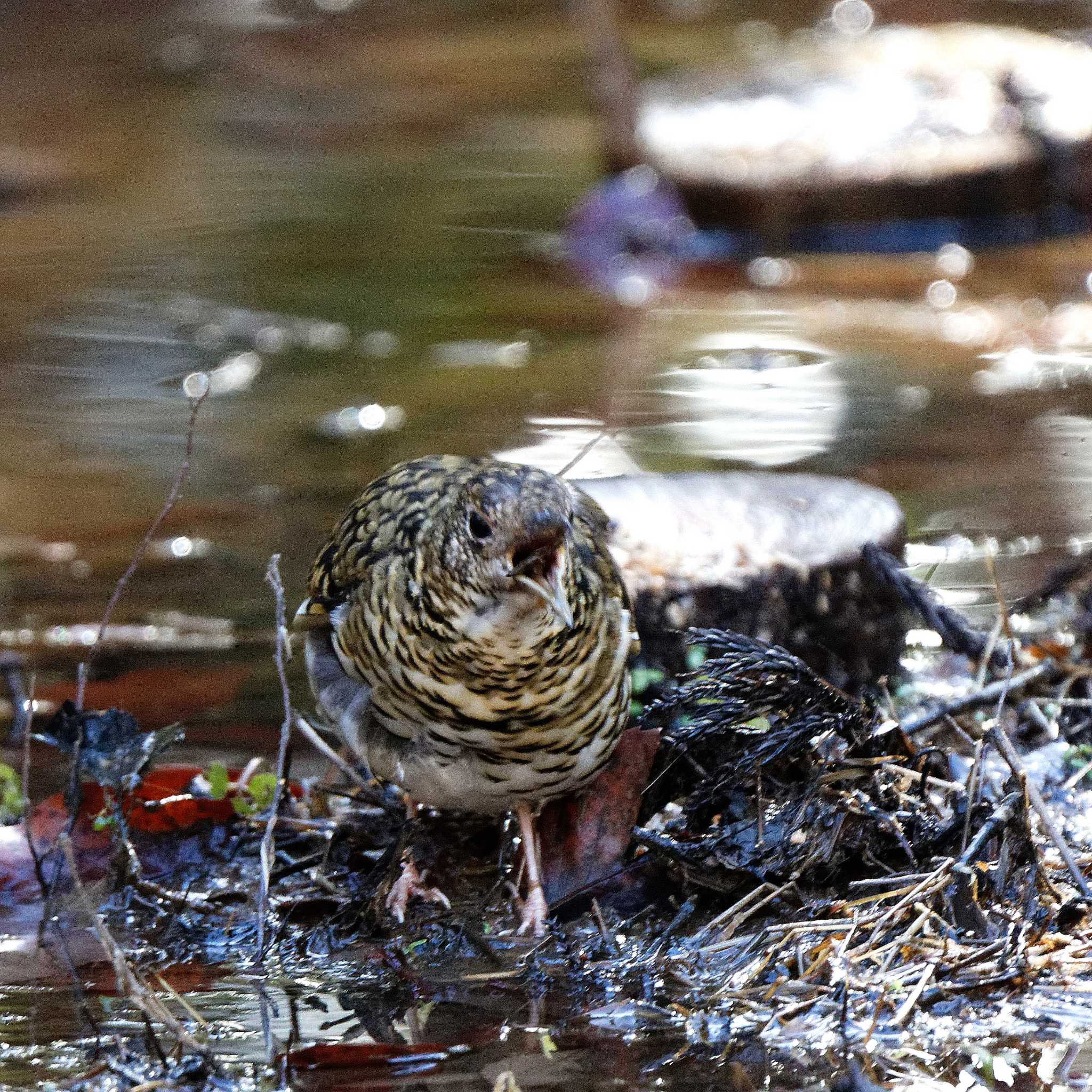 White's Thrush