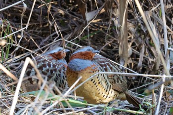 Chinese Bamboo Partridge 横浜市 Sat, 12/30/2023