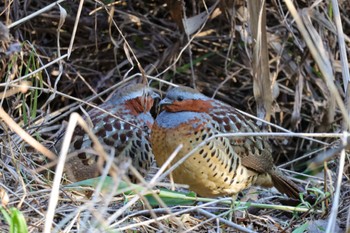 Chinese Bamboo Partridge 横浜市 Sat, 12/30/2023