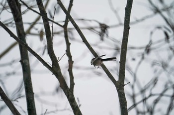 Long-tailed tit(japonicus) 盤渓川(盤渓2号橋〜盤沢砂防ダム付近) Sat, 12/30/2023