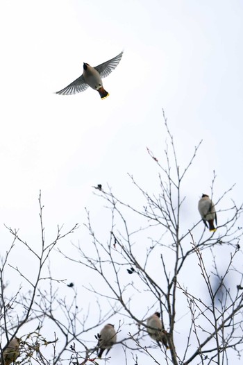 Bohemian Waxwing 左股川緑地(札幌市西区) Sat, 12/30/2023