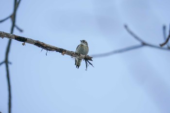 Japanese Pygmy Woodpecker(seebohmi) 左股川緑地(札幌市西区) Sat, 12/30/2023