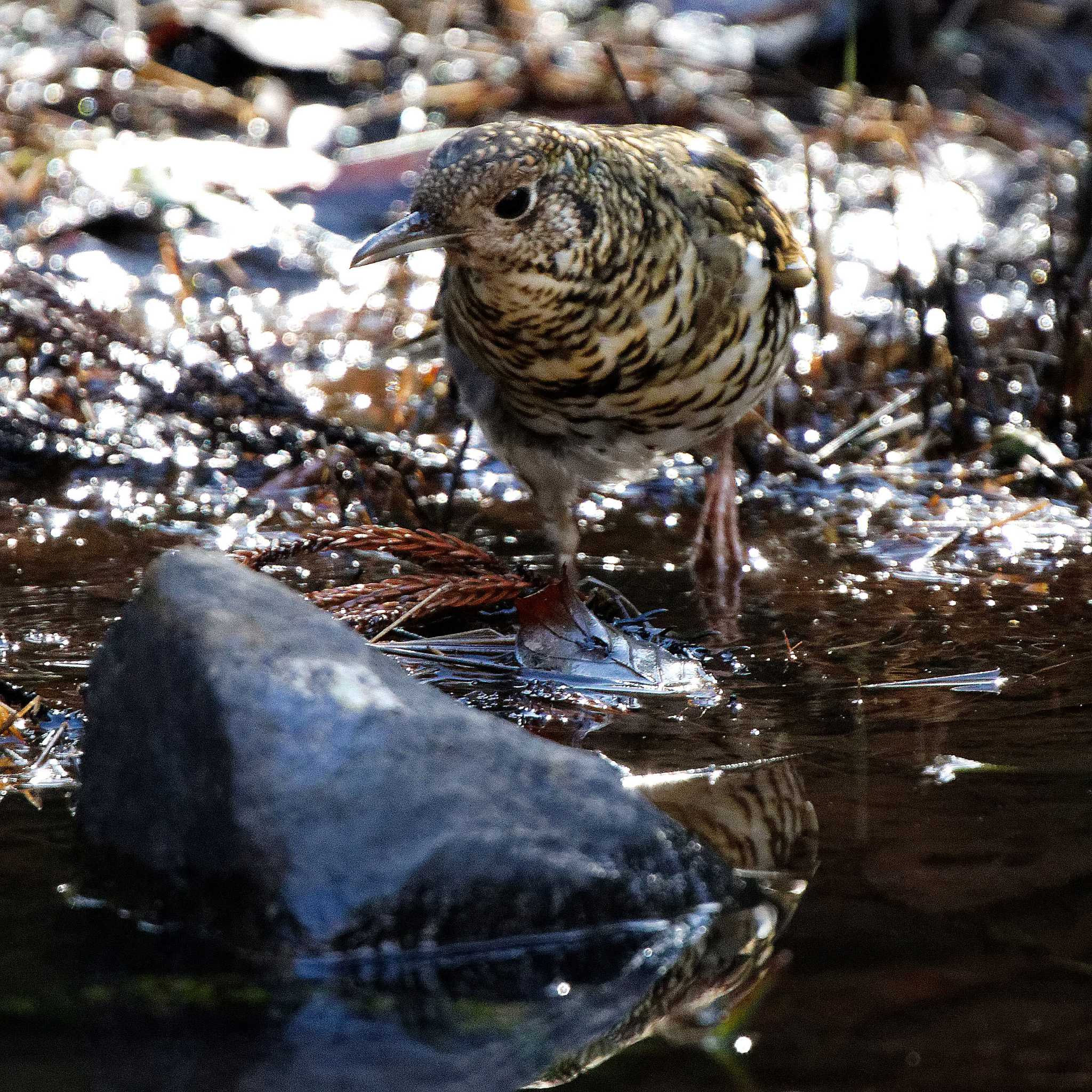 White's Thrush