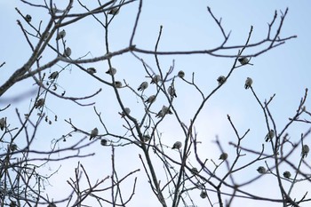 Bohemian Waxwing 左股川緑地(札幌市西区) Sat, 12/30/2023