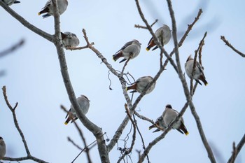 Bohemian Waxwing 左股川緑地(札幌市西区) Sat, 12/30/2023