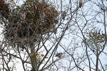 Bohemian Waxwing 左股川緑地(札幌市西区) Sat, 12/30/2023