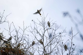 Bohemian Waxwing 左股川緑地(札幌市西区) Sat, 12/30/2023