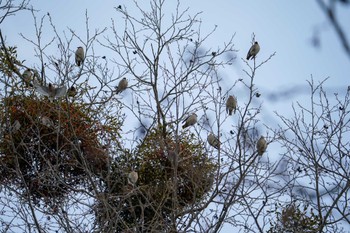 Bohemian Waxwing 左股川緑地(札幌市西区) Sat, 12/30/2023