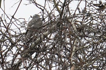 Eastern Buzzard 宮丘公園(札幌市西区) Sat, 12/30/2023