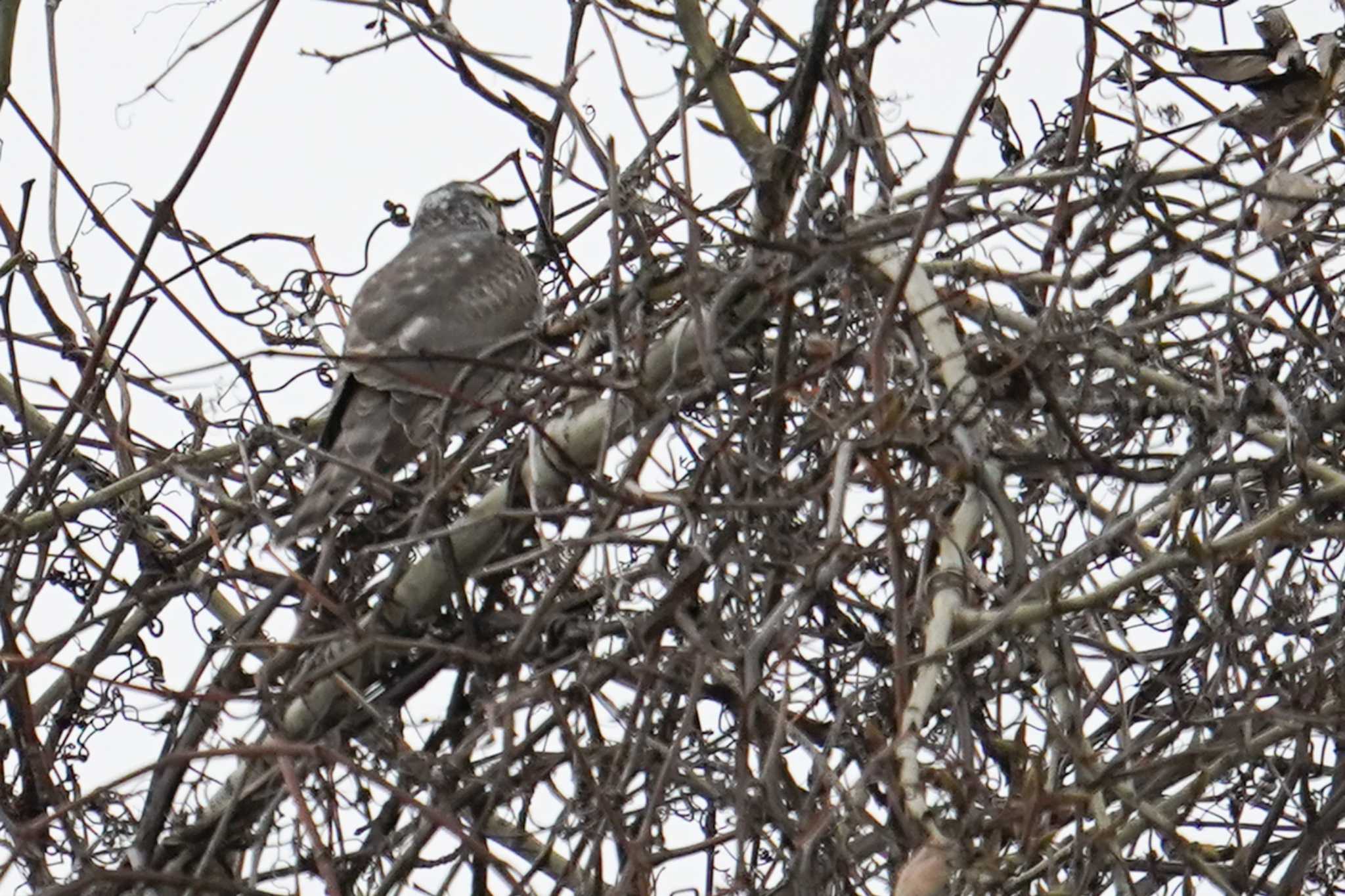 Eastern Buzzard