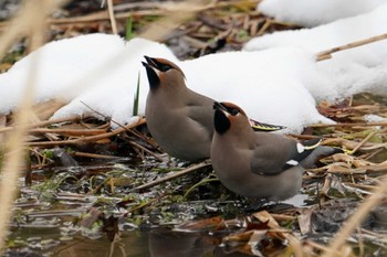 Bohemian Waxwing 左股川緑地(札幌市西区) Sat, 12/30/2023